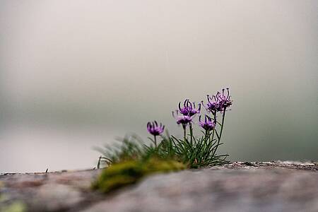 Bergblumen