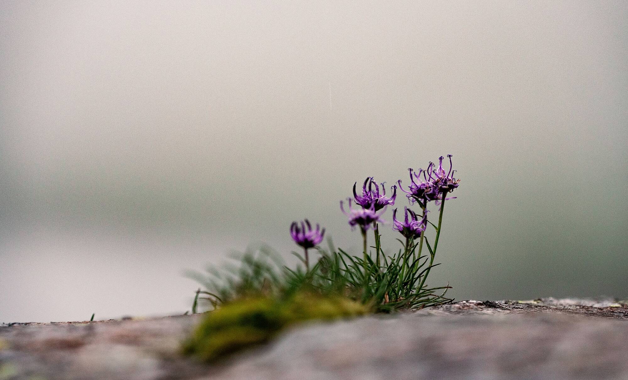 Bergblumen