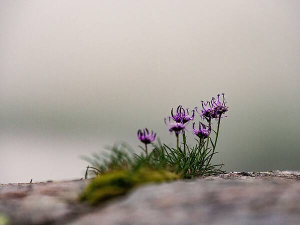 Bergblumen